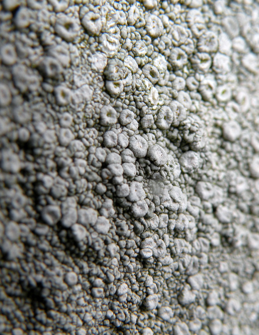 Visitando una abbazia gotica...